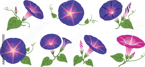 Morning glory vine collection set. Colorful trumpet blossoms with curling tendrils and leaves. Botanical floral elements for garden, decorative vector illustration.