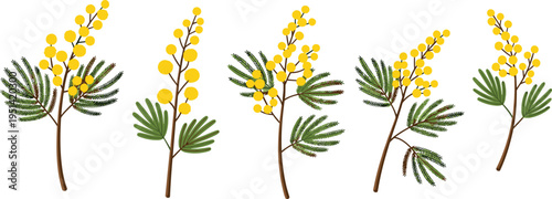 Mimosa branch collection set. Yellow fluffy blossoms on stems with fern leaves. Botanical spring floral elements, decorative vector illustration isolated.