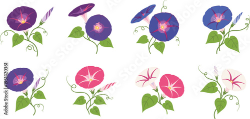 Morning glory flower set collection. Colorful climbing vine blossoms with heart shaped leaves. Botanical floral elements, decorative garden vector illustration.
