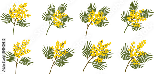 Mimosa flower collection set. Bright yellow fluffy blossoms with fern like leaves. Botanical spring floral elements, decorative vector illustration isolated.