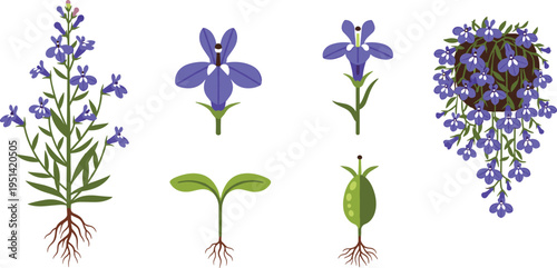 Lobelia plant anatomy set. Blue flowers with roots, leaves and growth stages. Botanical educational vector illustration of garden flowering plant.