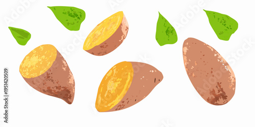 Illustration of sliced sweet potatoes and green leaves against a white background