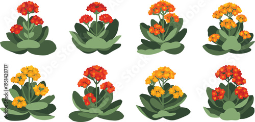 Kalanchoe flower vector set. Bright succulent plants with clustered orange and yellow blooms. Botanical floral collection for home decor, garden design, and nature themes.