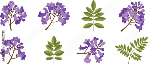 Jacaranda flower vector set. Purple blossoms with detailed leaves and branches. Botanical floral collection for spring design, nature themes, and decorative illustration.
