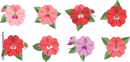 Impatiens flower vector set. Soft colorful garden blossoms with rounded petals and green foliage. Botanical floral collection for spring design, decoration, and nature themes.