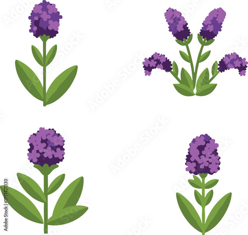 Heliotrope flower vector set. Purple clustered blooms with green leaves. Botanical illustration collection for garden plants, floral design, and nature themed graphics.