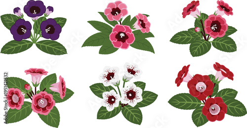 Gloxinia flower vector set. Vibrant red, pink, purple and white blossoms with lush green leaves. Botanical illustration for houseplants, floral design, and decorative graphics.