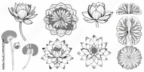 Detailed sketches of lotus flowers leaves and buds in monochrome