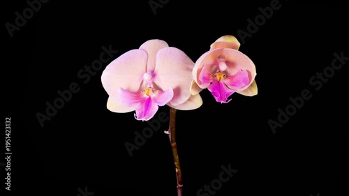 Orchid Blossoms. Opening Beautiful Pink Orchid Phalaenopsis Flower on Black Background. Time Lapse. 4K.