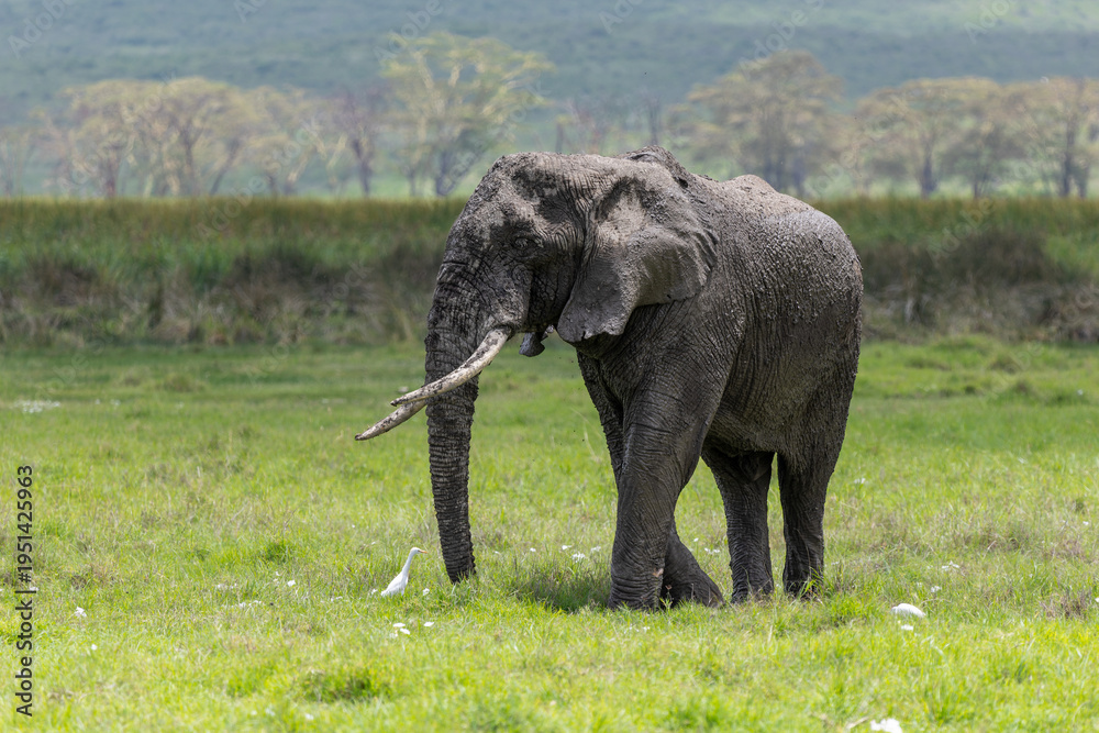 Fototapeta premium Afrikanischer Elefant nach einem Schlammbad im Ngorongoro Krater in Tansania