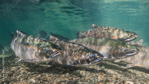 Silver Salmon swimming in clear freshwater showing vivid scales and pebbled streambed below. Alaska, USA