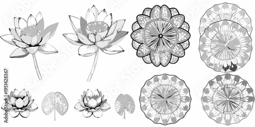 Detailed grayscale illustrations of lotus flowers in various stages