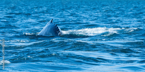 A whale's dorsal fin emerges from the ocean, surrounded by rippling blue sea waves. La Paz, Baja California Sur, Mexico