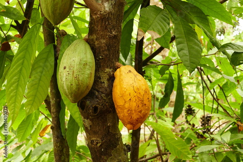 Colorful cocoa beans hanging from the cocoa trees in Can Tho's oldest cocoa farm in south Vietnam near Mekong river.