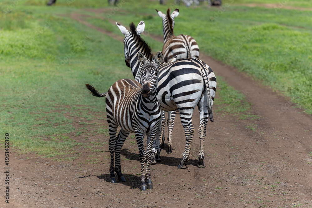 Fototapeta premium Zebras mit Fohlen im Ngorongoro Krater in Tansania