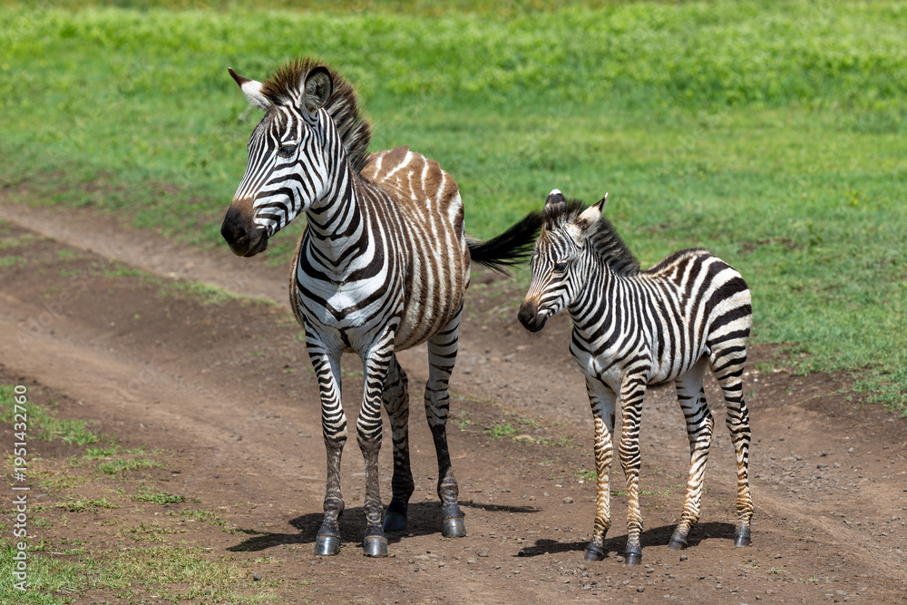 Fototapeta premium Zebra mit Fohlen im Ngorongoro Krater in Tansania