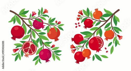 Pomegranate branches with ripe fruit and cut open examples