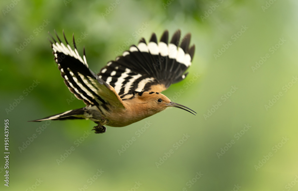 Fototapeta premium Eurasian hoopoe bird in early morning light ( Upupa epops )