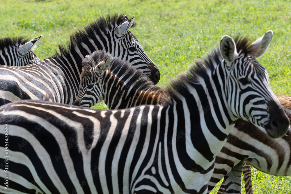 Fototapeta premium Zebras mit Fohlen im Ngorongoro Krater in Tansania