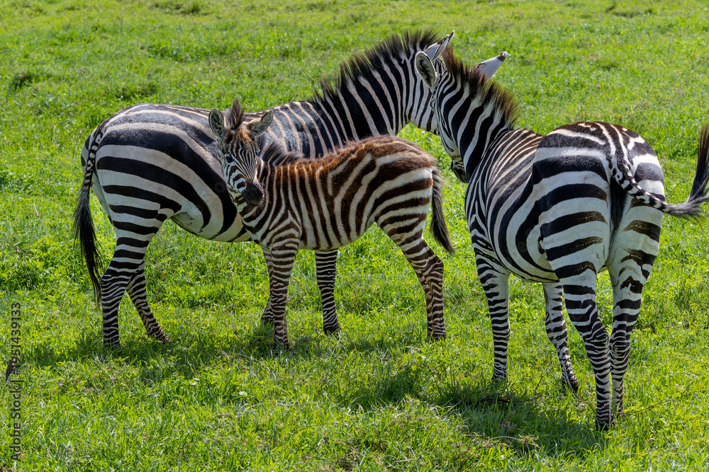 Fototapeta premium Zebras mit Fohlen im Ngorongoro Krater in Tansania