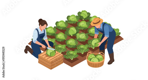 Isometric illustration depicts two farmers harvesting a field of cabbages showcasing a flat graphic silhouette high quality professional detailed modern elegant