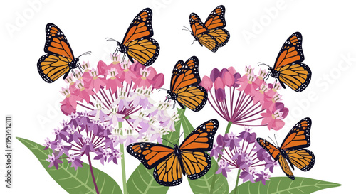 Monarch Butterflies Fluttering Around Milkweed Flowers in Summer