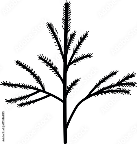 Black silhouette of a spruce sapling with needles