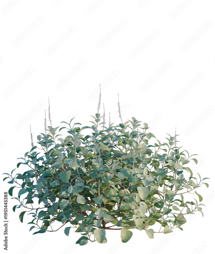 Obraz premium Plectranthus argentatus tree, elevation, front view, cutout, transparent background, isolate, Lush green plant with vibrant foliage and delicate purple flowers, perfect for nature themes.