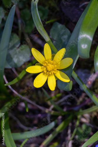 Bright yellow lesser celandine flower thriving among green leaves in natural sunlight