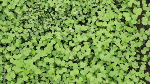 Green shoots sprouting from seeds. Siderates, mustard, sinapis.