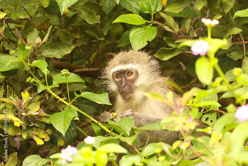 Young vervet monkey hiding in the bushes