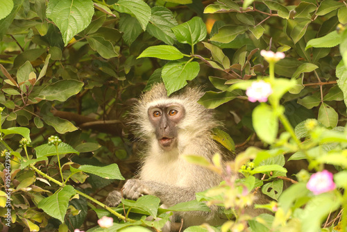 Young vervet monkey hiding in the bushes