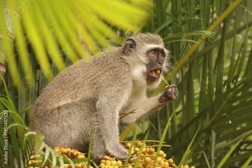 South African vervet monkey in a palm tree eating the fruit