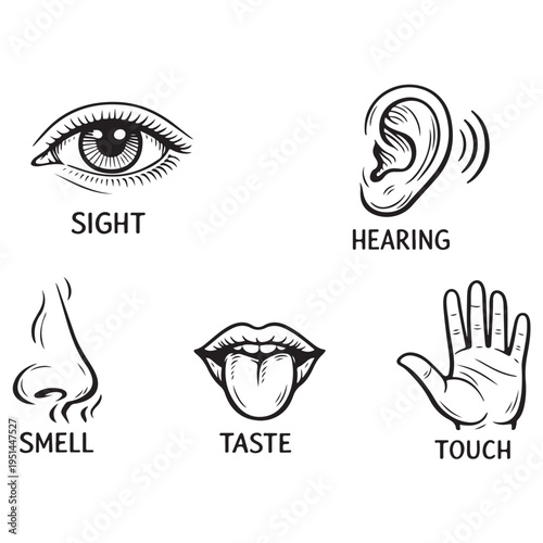Five human senses icon vector