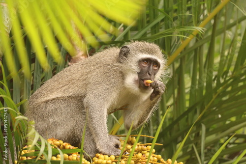 South African vervet monkey in a palm tree eating the fruit