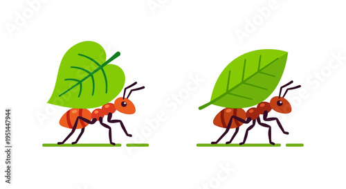 Two orange ants diligently carry large green leaves across the ground