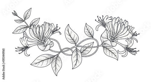 Honeysuckle Flower Line Drawing - Delicate Botanical Illustration