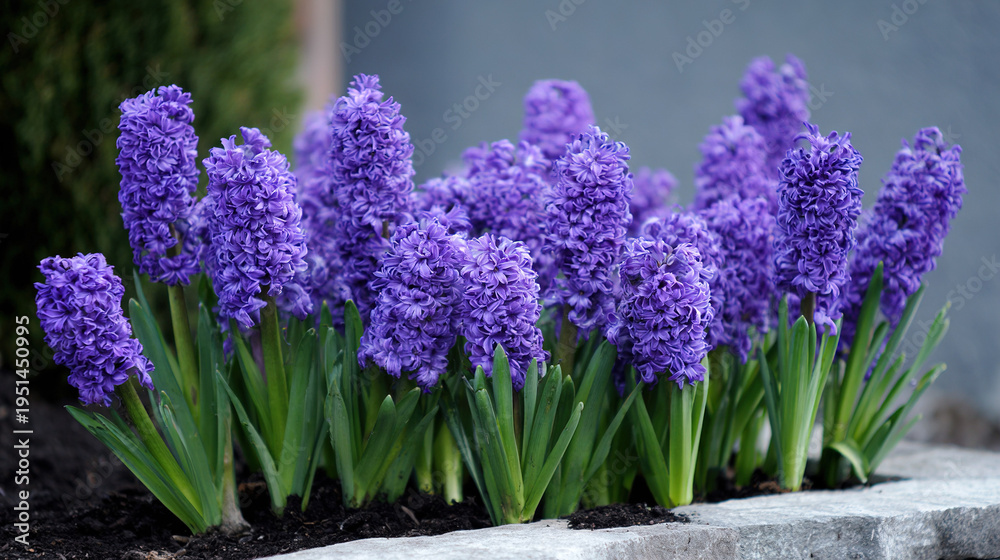 Fototapeta premium Purple Hyacinth Flowers in a Garden Planter