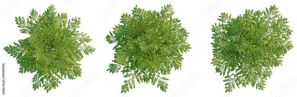 Obraz premium Adiantum venustum tree plan, top view, cutout, transparent background, isolate, Detailed aerial view of lush green forest canopy, showcasing intricate textures and natural patterns.