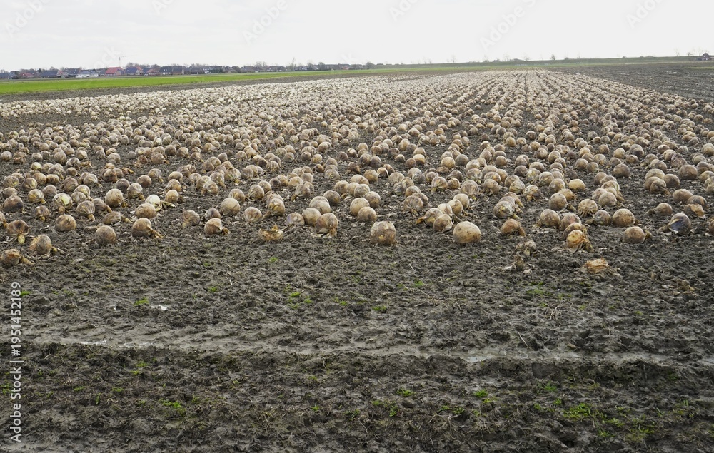 Fototapeta premium Cabbage spoiled by rain in a vegetable field