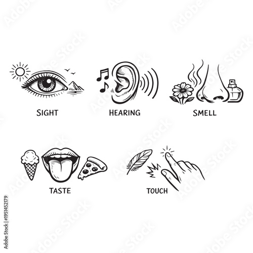 Five human senses icon vector