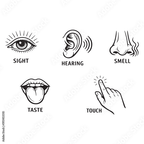 Five human senses icon vector