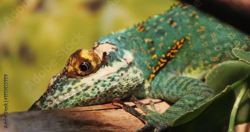 A green chameleon lizard on a branch rolls its eyes, pupil dilates, looks around Close-up