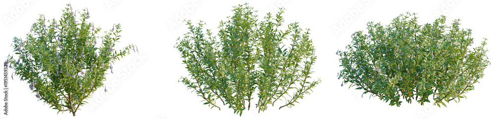 Naklejka premium Lysionotus pauciflorus tree, elevation, front view, cutout, transparent background, isolate, Blooming Pink Lilac Branch with Delicate Flowers, Springtime Floral Element, Detailed Macro Photography