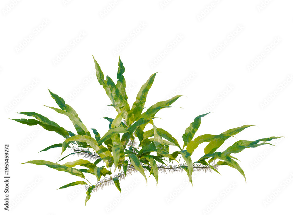Fototapeta premium Neolepisorus fortunei tree, front view, cutout, transparent background, isolate