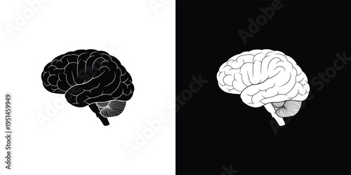 Black and white brain on split contrasting backgrounds human brain anatomy