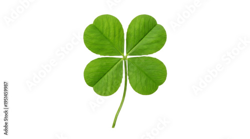 Four leaf clover on white background isolated green leafy nature rare luck