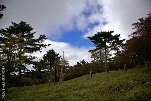 夏の大台ヶ原 青空と正木ヶ原の原生林