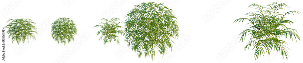 Naklejka premium Pteris umbrosa tree, elevation, front view, cutout, transparent background, isolate, Lush Green Reed Grass Texture, Detailed Natural Background for Design and Creative Projects