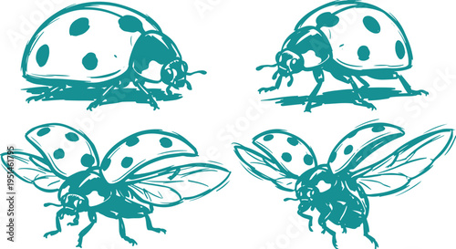 Ladybug Vector Set, Hand Drawn Beetle Insect Clipart Design, Cute Bug Line Art Illustration Collection.